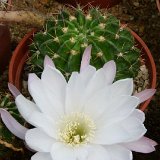 Echinopsis rojasii anacantha PR JLcoll.1458.JPG